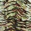Jungle Zebra