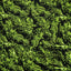 Cannabis