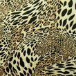 Leopard Skin