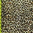 Leopard Print