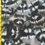 Raccoons