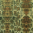 Snake Skin