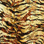 Jungle Zebra