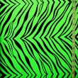 Zebra Print