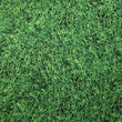 Grass