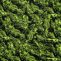 Cannabis