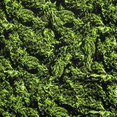 Cannabis