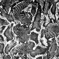 Printed Velvet